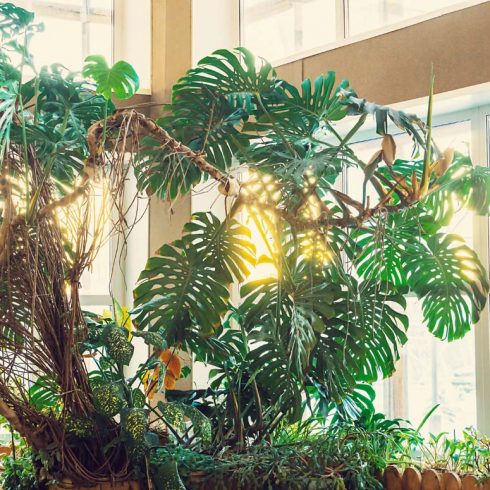 Monstera Deliciosa tall monstera with large mature leaves near a window