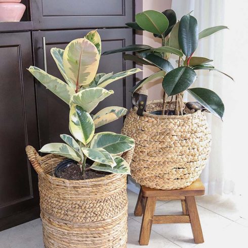 Rubber Plant two tall rubber plants in a bright corner in baskets