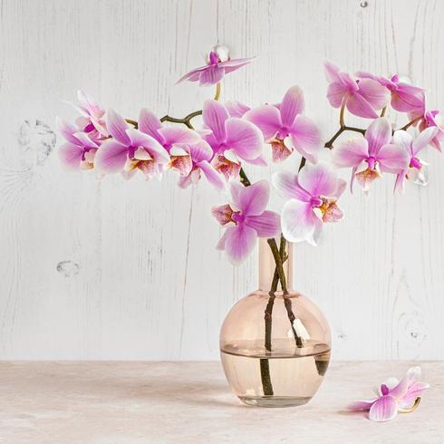 Flowering Plants Orchids in a vase as part of lunar new year decorations.