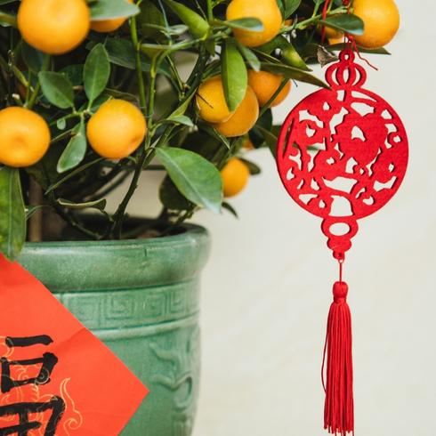 Fruit Trees Kumquat tree with red paper hanging.