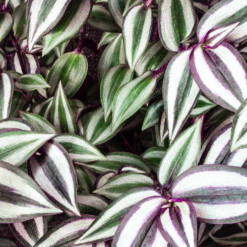 Tradescantia Zebrina A close-up shot of a purplish pink and green tradescantia zebrina plant