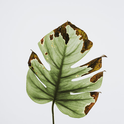 Underwatering: Dry, Crispy Leaf Tips Large plant leaf that looks very dry and crispy on the ends