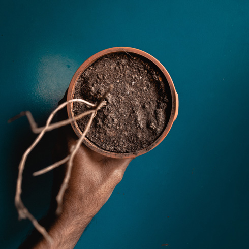 Underwatering: Soil Pulling Away From the Sides of the Pot Plant that looks like it is dying or dead