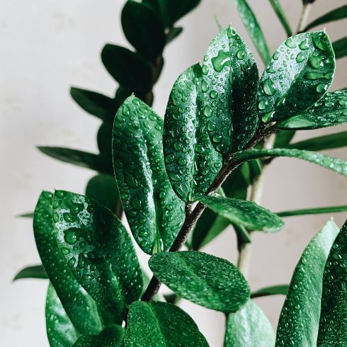 Move a Thirsty Plant to a Humid Spot A shot of a fiddleleaf plant