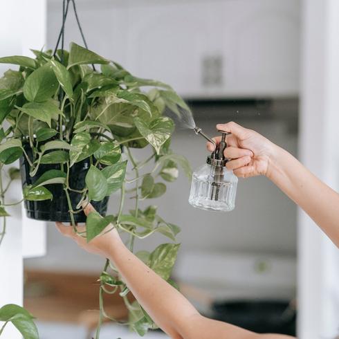 Use Filtered Water on Your Plants Person squirting water on their plant