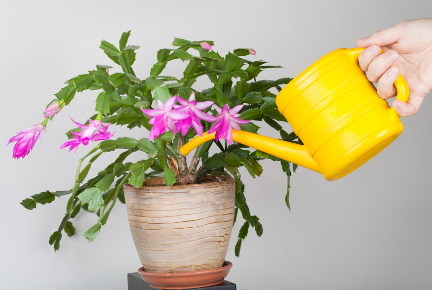 4. Water it Just Enough Watering Christmas cactus