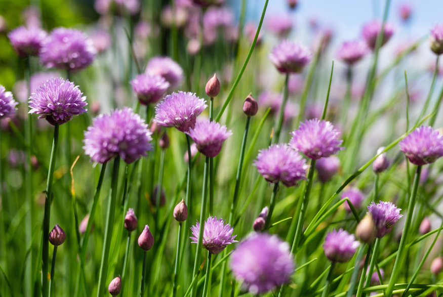 Wild Chives (allium schoenoprasum) Wild Chives (allium schoenoprasum)