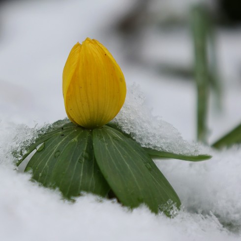 Winter Aconite Canadian plants: An aconite flower blooming in the wintertime