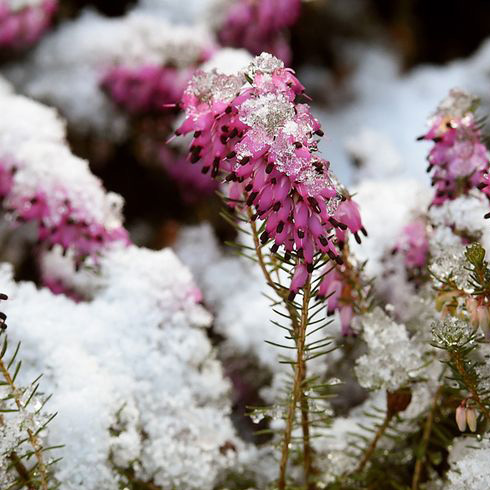 Winter Heath (Erica carnea) Winter Heath (Erica carnea)