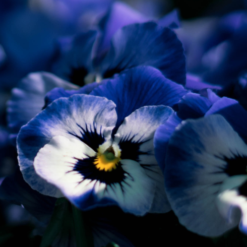 Winter Pansy Canadian plants: A bright purple blooming pansy