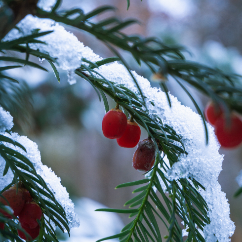 Winterberry Canadian plants: A winterberry in frost