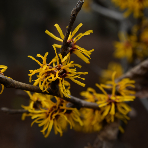 Witch Hazel Canadian plants: A yellow blooming witch hazel plant