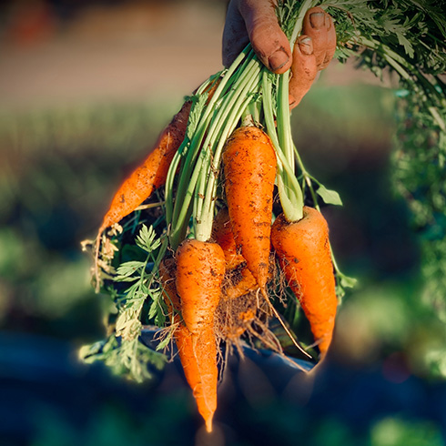The Yukon A person's hand holding a bunch of carrots by the stems