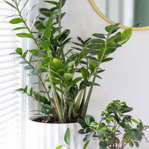 ZZ Plant Zz plant in white pot on white background