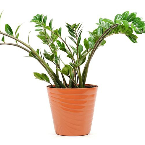 11. ZZ Plant (Zamioculcas Zamiifolia) ZZ Plant (Zamioculcas Zamiifolia)