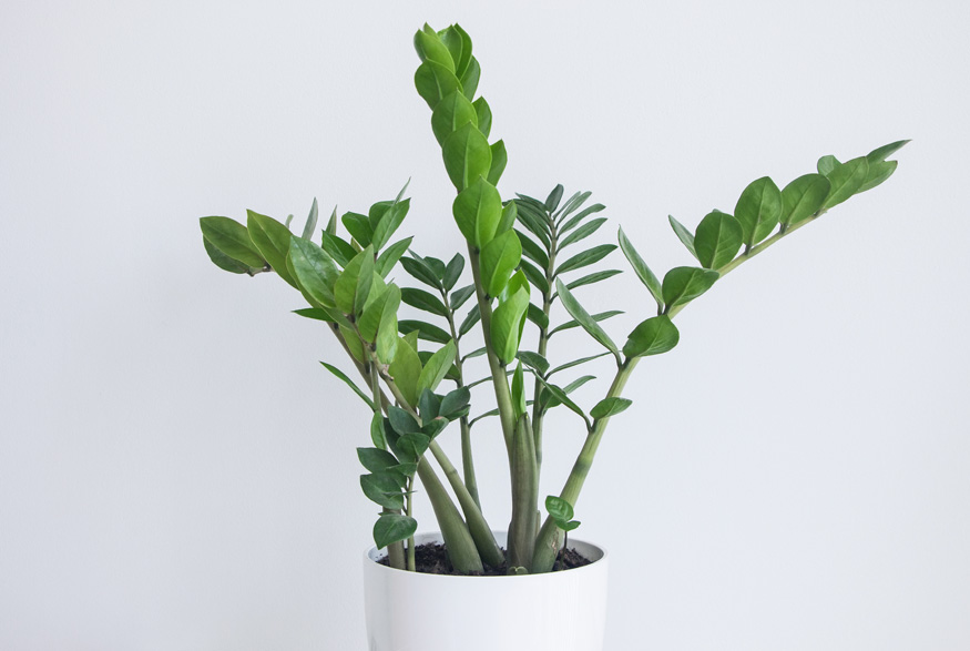 ZZ Plant (Zamioculcas zamiifolia) ZZ Plant (Zamioculcas zamiifolia)