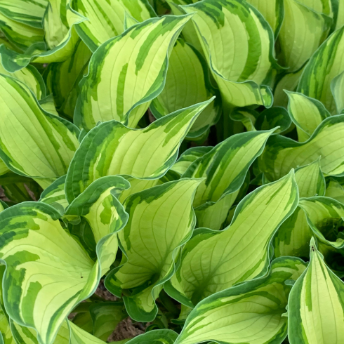 Hostas Overhead shot of a cluster of hostas with dark and light green leaves