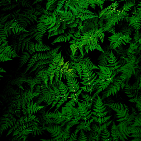 Fern An overhead shot of a bed of ferns.