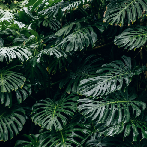 Monstera Deliciosa A wall of huge monstera leaves in a rainforest or jungle
