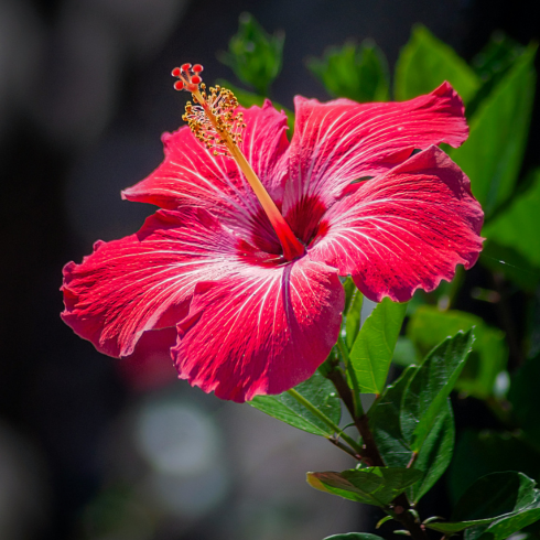 Hibiscus Closeup of a magenta hibiscus flower facing the sun