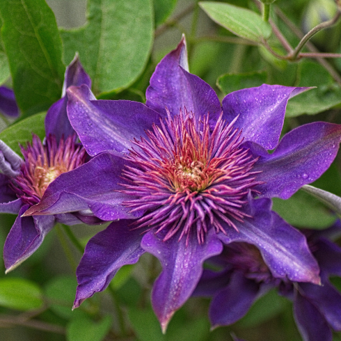 Clematis Closeup of a vibrant purple clematis flower. Its petals are pointed and many-layered, and the centre is a spiky puff ball.