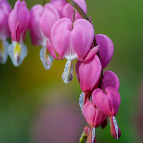 Bleeding Heart Closeup of pink bleeding hearts flowers.
