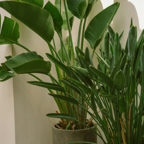 Bird of Paradise Two potted bird of paradise plants, one large and one small.