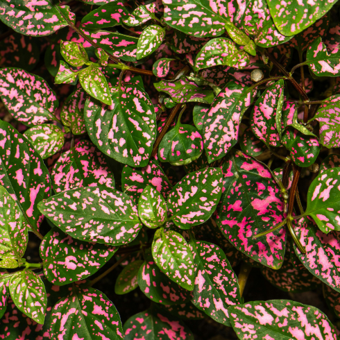 Polka Dot Plant Overhead shot of a bed of polka dot plants. The leaves are a medium green with pink speckles.