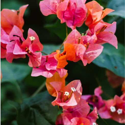 Bougainvillea A bougainvillea plant in the background. In the foreground are pink and orange bougainvillea flowers.