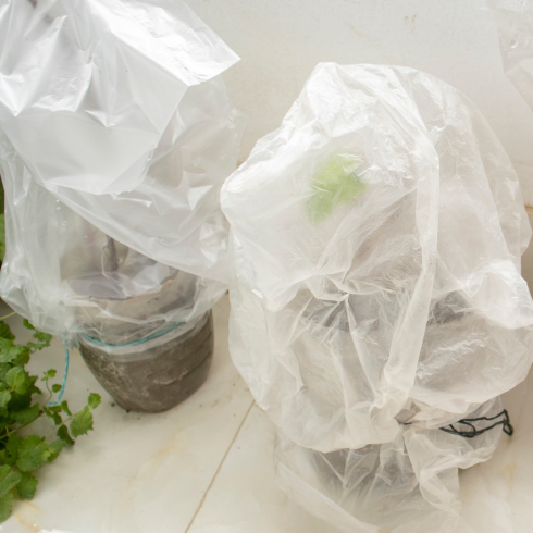 Go for the Greenhouse Effect plastic bags over two potted indoor plants