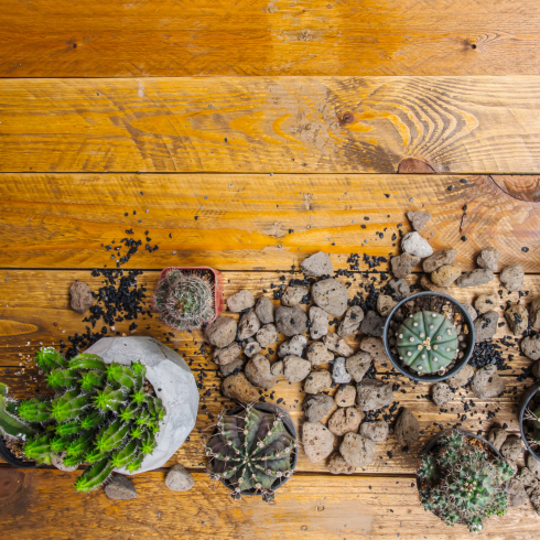 Add Mulch, Wood Chips or Lava Rocks overhead view of cacti on the floor of an apartment surrounded by lava rocks