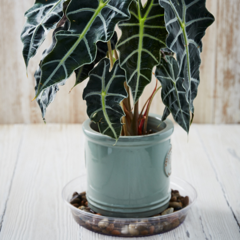Put Out Trays of Water (and Add Pebbles!) a potted plant in a tray of pebbles