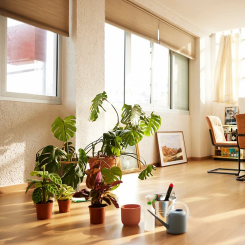 Tweak the Temperature plants moved away from windows to the centre of the room