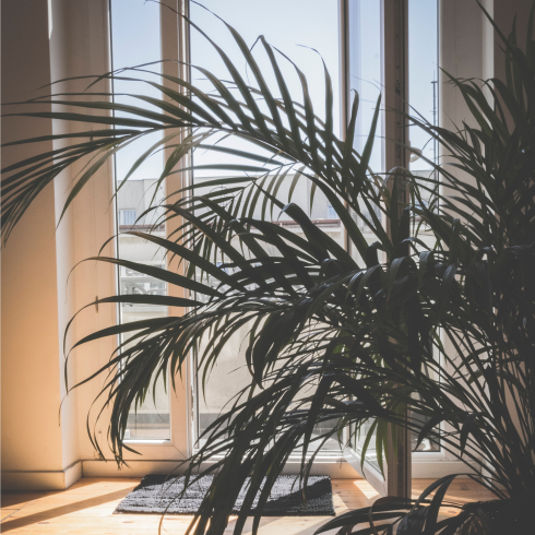 Sunrooms Sun room with a plant in front of it